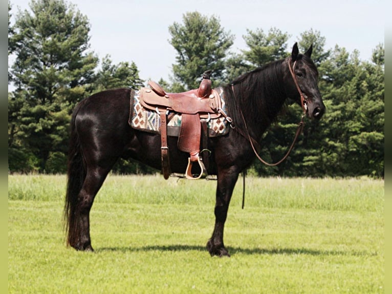 Tennessee walking horse Caballo castrado 10 años Negro in North Judson IN