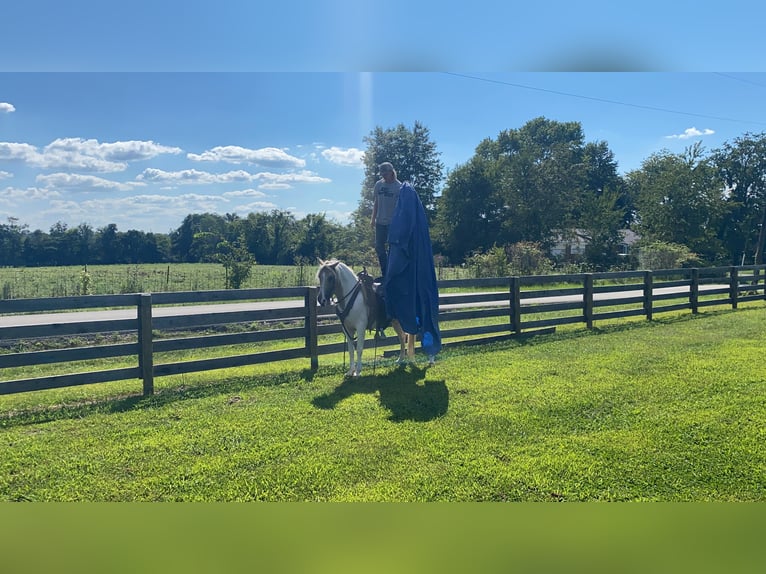 Tennessee walking horse Caballo castrado 10 años Tobiano-todas las-capas in Ravennna TX