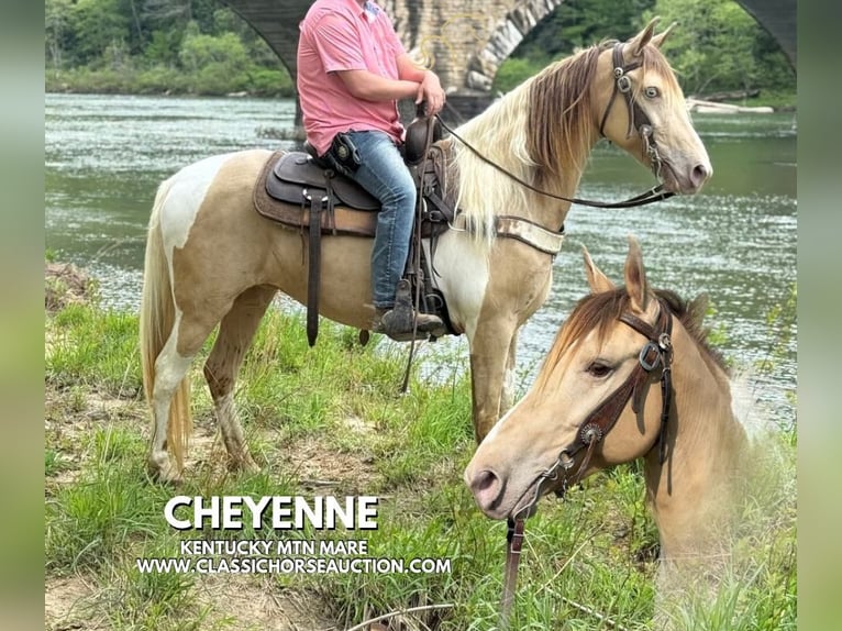 Tennessee walking horse Caballo castrado 11 años 142 cm Champán in Whitley City, KY