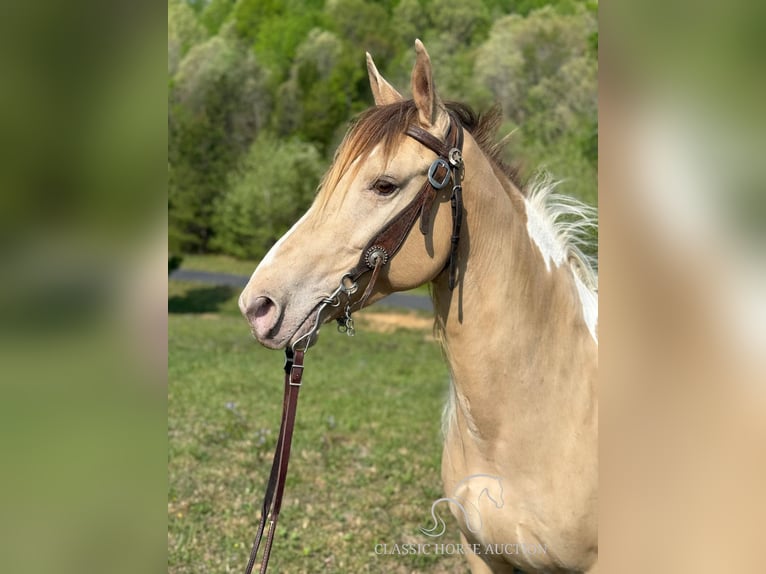 Tennessee walking horse Caballo castrado 11 años 142 cm Champán in Whitley City, KY