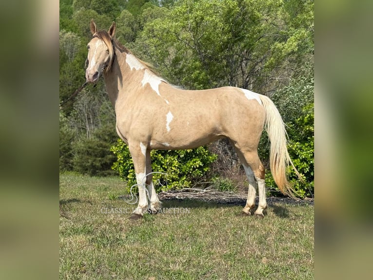 Tennessee walking horse Caballo castrado 11 años 142 cm Champán in Whitley City, KY