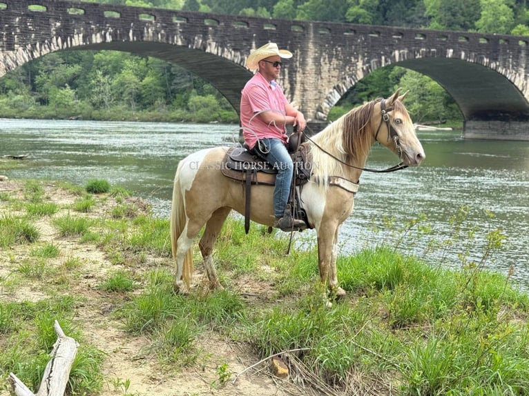 Tennessee walking horse Caballo castrado 11 años 142 cm Champán in Whitley City, KY