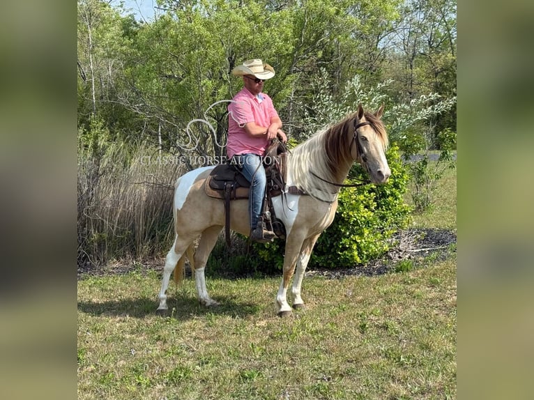 Tennessee walking horse Caballo castrado 11 años 142 cm Champán in Whitley City, KY