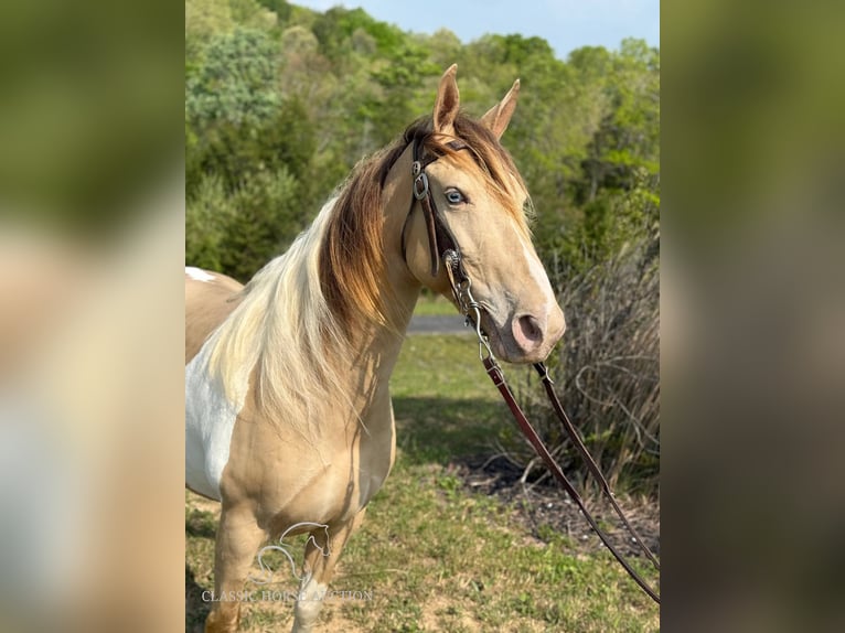 Tennessee walking horse Caballo castrado 11 años 142 cm Champán in Whitley City, KY