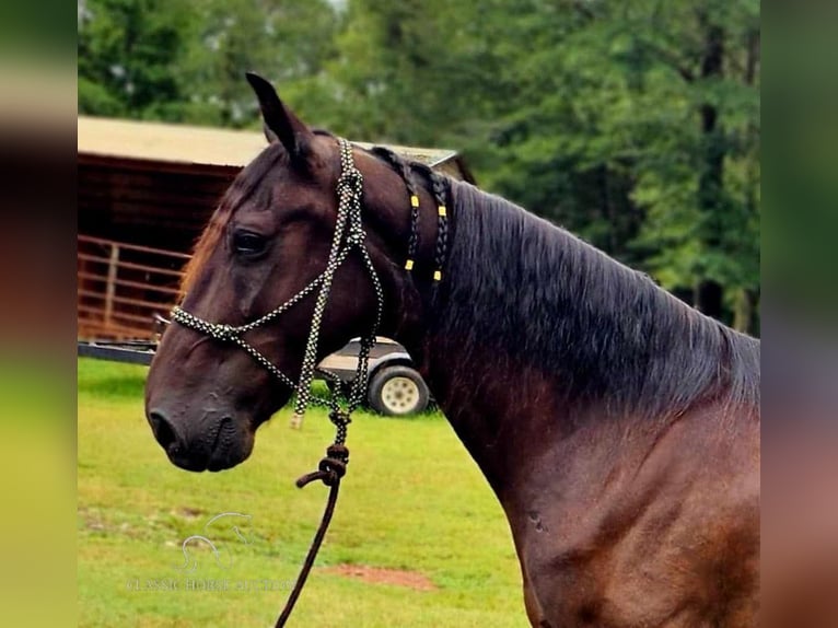 Tennessee walking horse Caballo castrado 11 años 142 cm Negro in Otis Orchards, WA