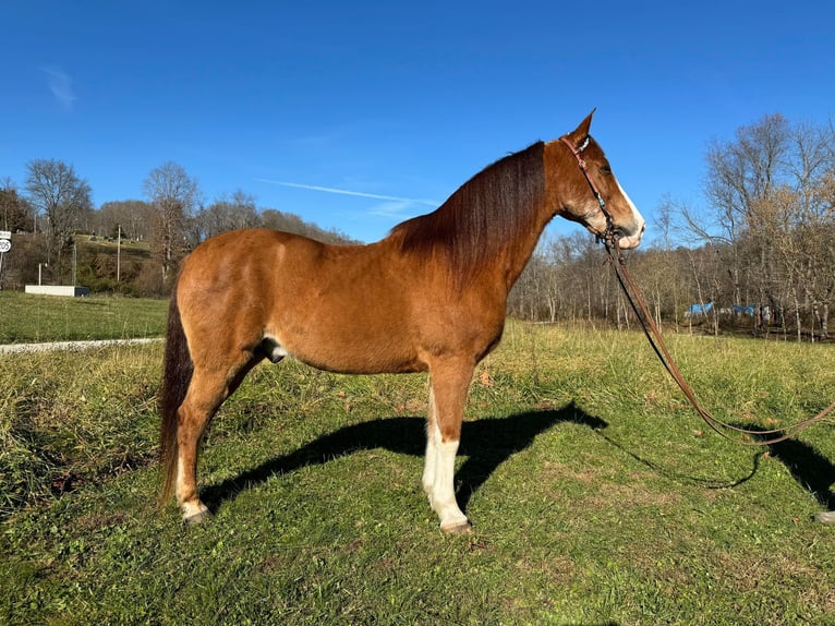 Tennessee walking horse Caballo castrado 11 años 150 cm Castaño-ruano in Moscow OH