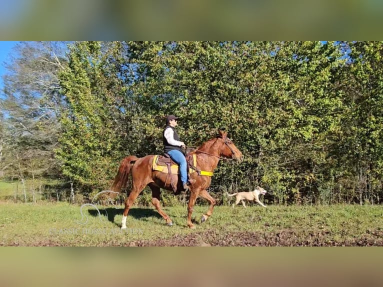 Tennessee walking horse Caballo castrado 11 años 152 cm Alazán rojizo in Gillsville, GA