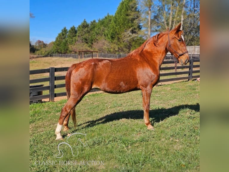 Tennessee walking horse Caballo castrado 11 años 152 cm Alazán rojizo in Gillsville, GA