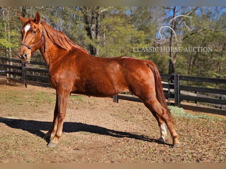 Tennessee walking horse Caballo castrado 11 años 152 cm Alazán rojizo in Gillsville, GA