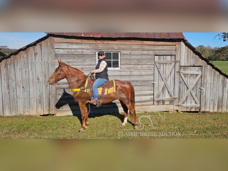 Tennessee walking horse Caballo castrado 11 años 152 cm Alazán rojizo in Gillsville, GA