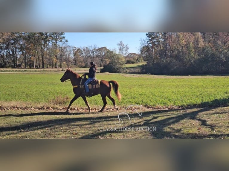 Tennessee walking horse Caballo castrado 11 años 152 cm Alazán rojizo in Gillsville, GA