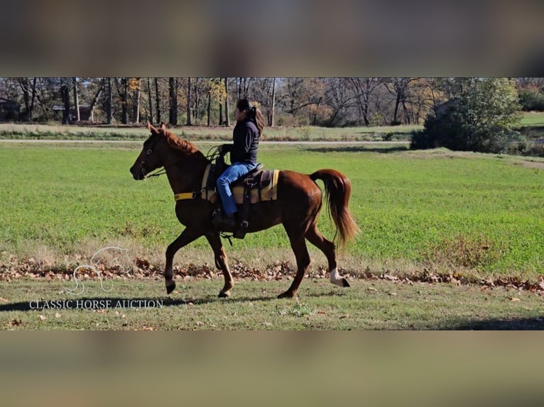 Tennessee walking horse Caballo castrado 11 años 152 cm Alazán rojizo in Gillsville, GA