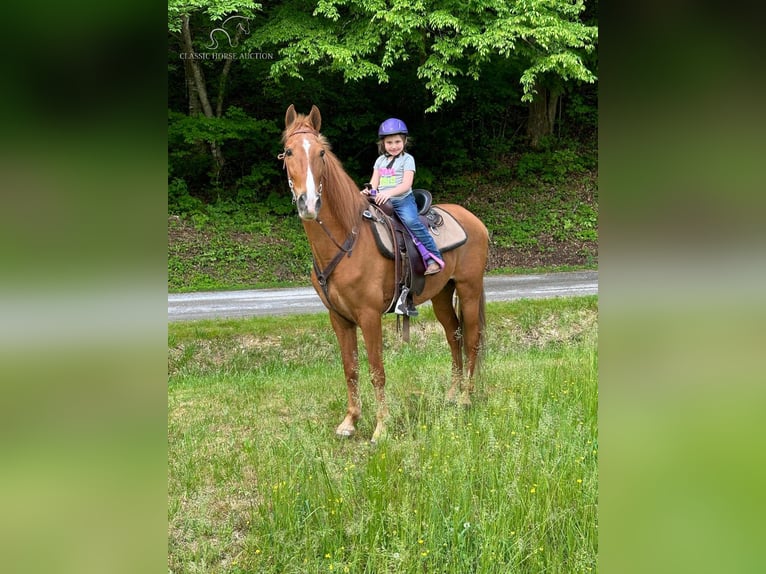 Tennessee walking horse Caballo castrado 11 años 152 cm Alazán rojizo in Sneedville,TN