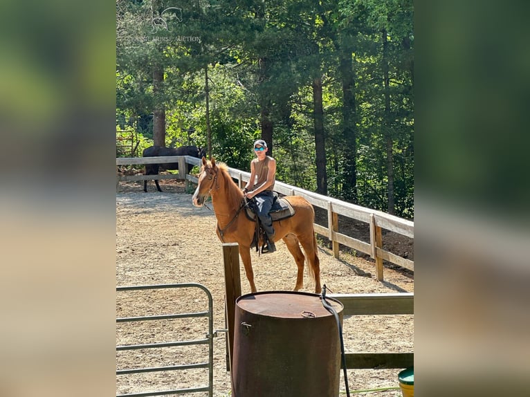 Tennessee walking horse Caballo castrado 11 años 152 cm Alazán rojizo in Sneedville,TN