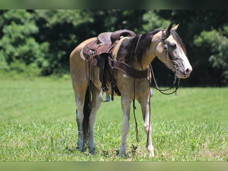 Tennessee walking horse Caballo castrado 11 años 152 cm Buckskin/Bayo in Whitley City, KY