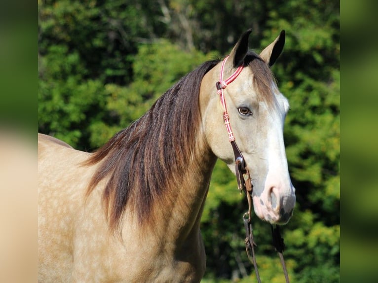 Tennessee walking horse Caballo castrado 11 años 152 cm Buckskin/Bayo in Jamestown, KY