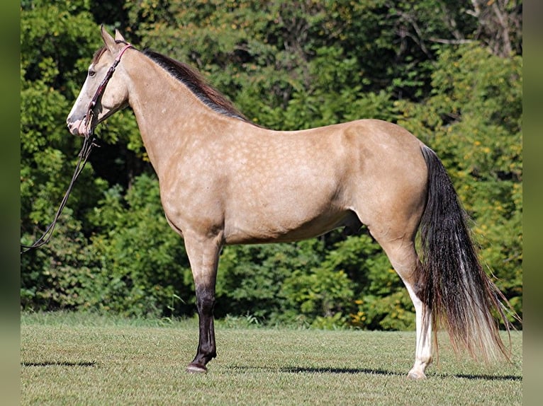 Tennessee walking horse Caballo castrado 11 años 152 cm Buckskin/Bayo in Jamestown, KY