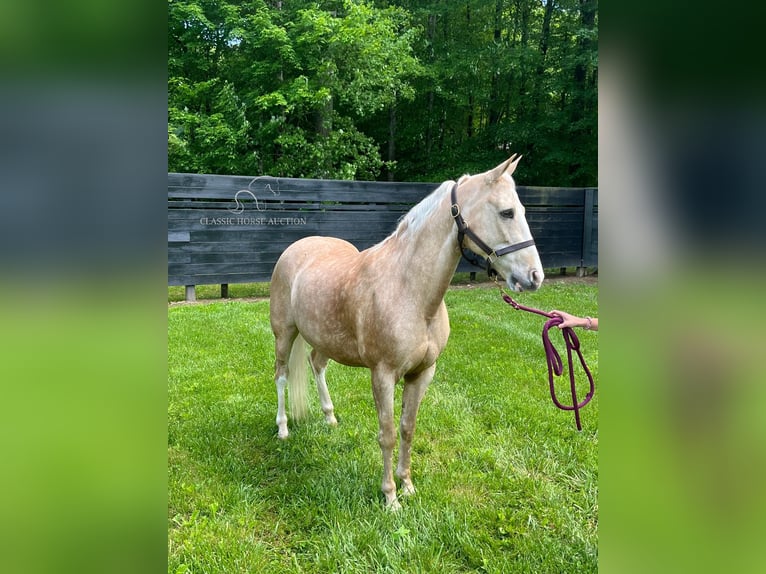 Tennessee walking horse Caballo castrado 11 años 152 cm Palomino in Oak Ridge, TN