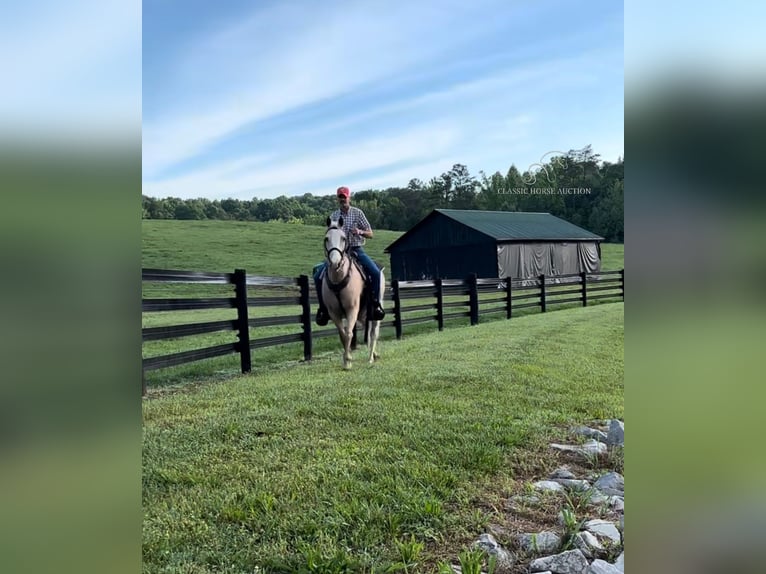 Tennessee walking horse Caballo castrado 11 años 152 cm Palomino in Oak Ridge, TN