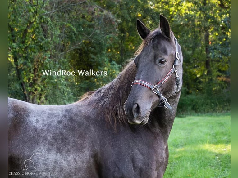 Tennessee walking horse Caballo castrado 11 años 152 cm Ruano azulado in Grass Lake, MI