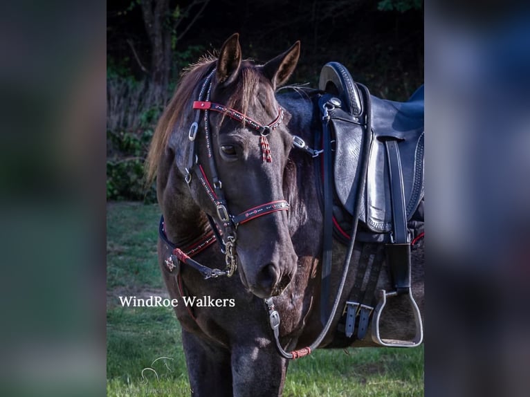 Tennessee walking horse Caballo castrado 11 años 152 cm Ruano azulado in Grass Lake, MI