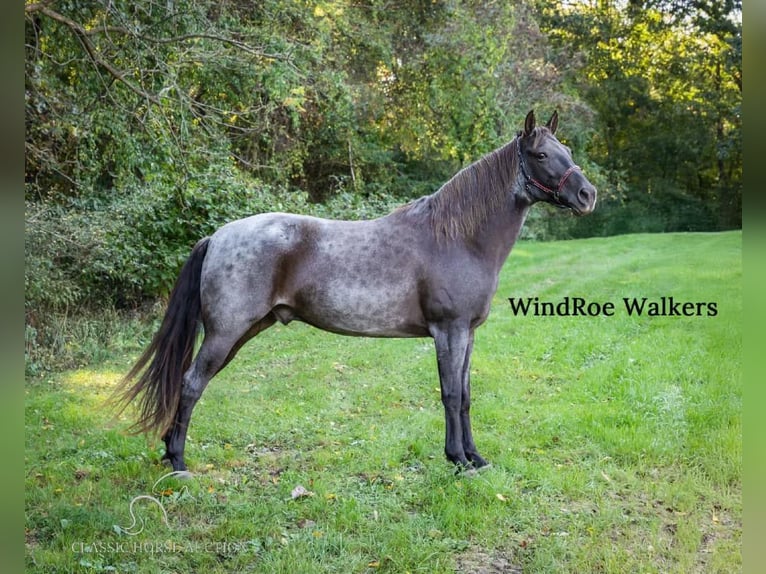 Tennessee walking horse Caballo castrado 11 años 152 cm Ruano azulado in Grass Lake, MI