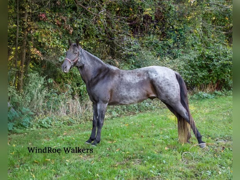 Tennessee walking horse Caballo castrado 11 años 152 cm Ruano azulado in Grass Lake, MI