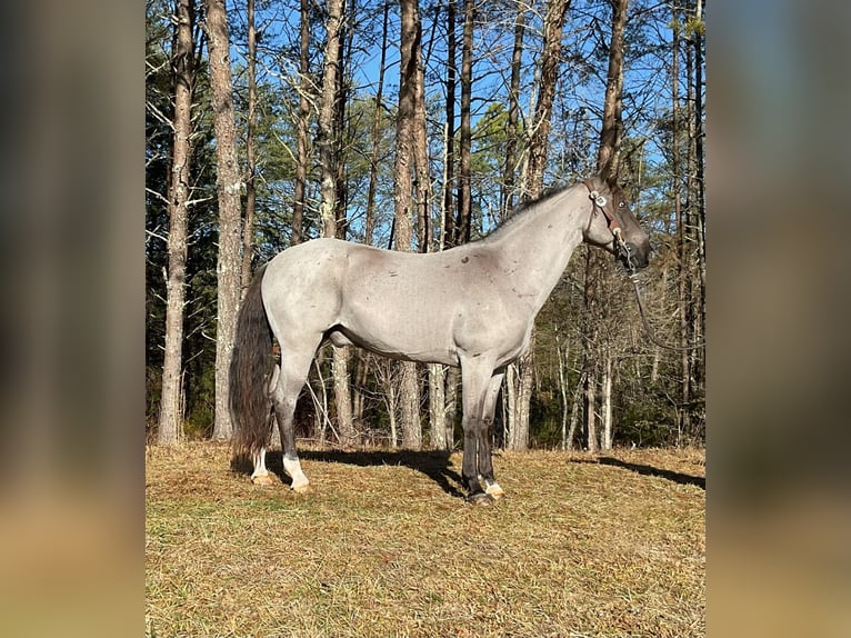 Tennessee walking horse Caballo castrado 11 años 152 cm Ruano azulado in Whitley City KY