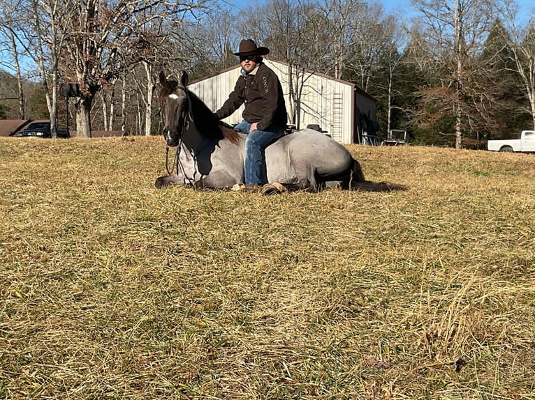 Tennessee walking horse Caballo castrado 11 años 152 cm Ruano azulado in Whitley City KY