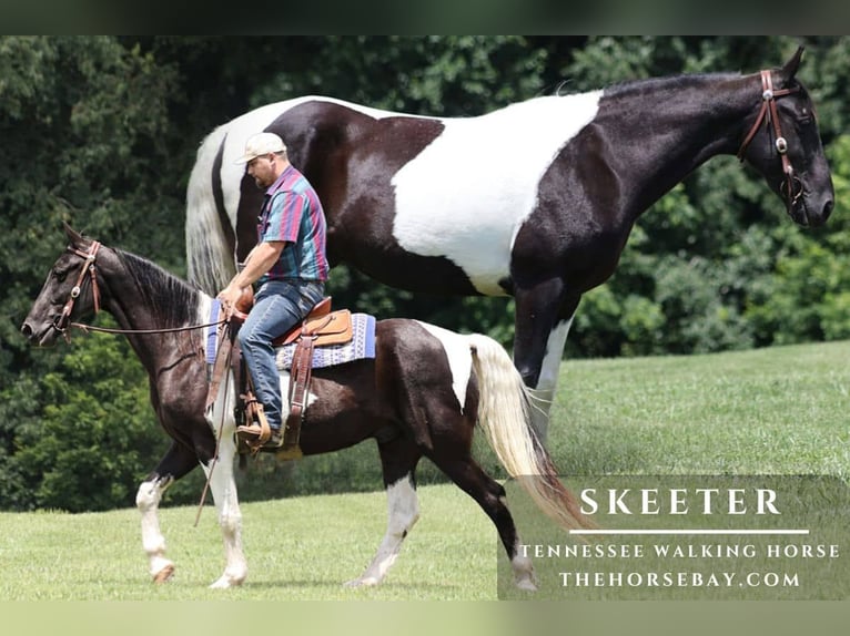 Tennessee walking horse Caballo castrado 11 años 152 cm Tobiano-todas las-capas in Parkers Lake, KY