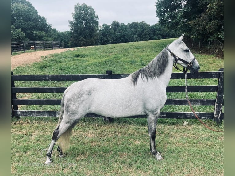 Tennessee walking horse Caballo castrado 11 años 152 cm Tordo in Tompkinsville,KY