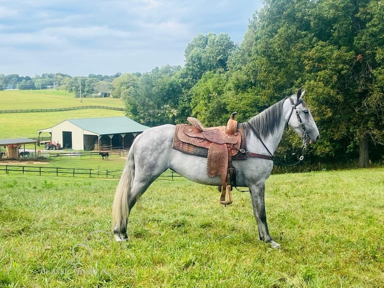 Tennessee walking horse Caballo castrado 11 años 152 cm Tordo in Tompkinsville,KY