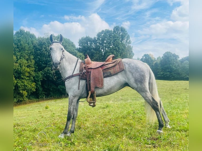 Tennessee walking horse Caballo castrado 11 años 152 cm Tordo in Tompkinsville,KY