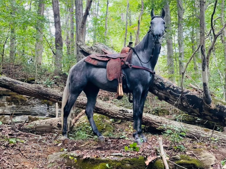 Tennessee walking horse Caballo castrado 11 años 152 cm Tordo in Tompkinsville,KY