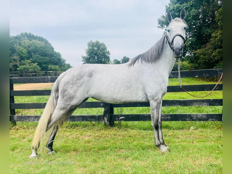 Tennessee walking horse Caballo castrado 11 años 152 cm Tordo in Tompkinsville,KY