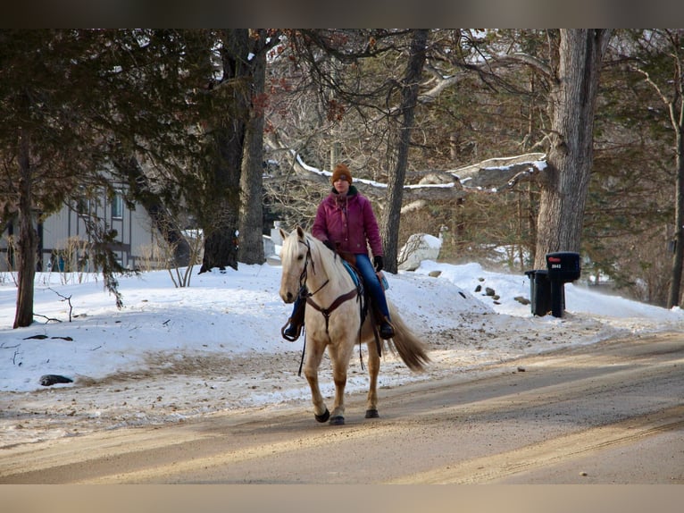 Tennessee walking horse Caballo castrado 11 años 155 cm Palomino in Highland MI