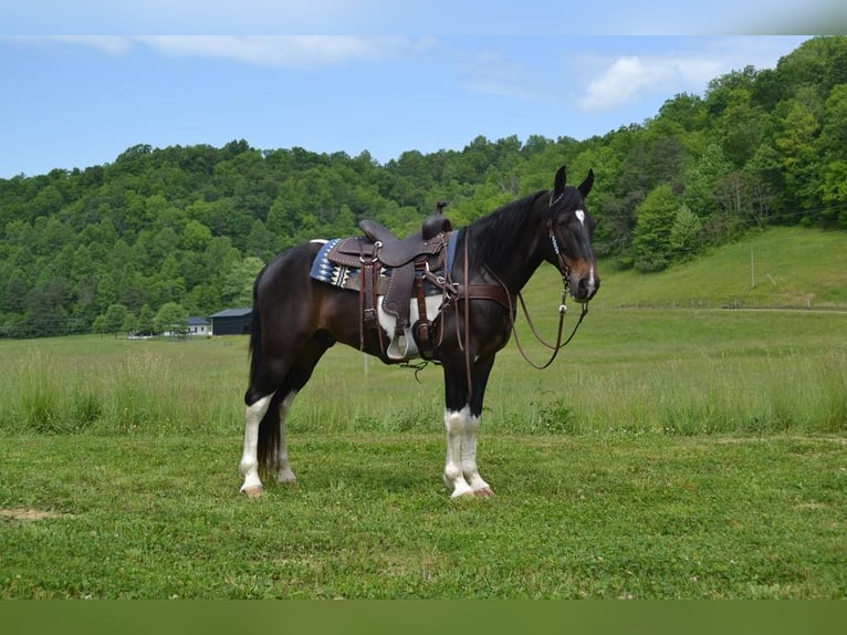 Tennessee walking horse Caballo castrado 11 años 155 cm Tobiano-todas las-capas in Salyersville KY