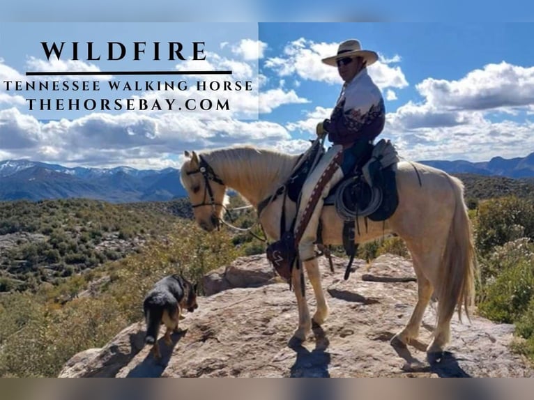 Tennessee walking horse Caballo castrado 11 años 157 cm Palomino in Vail, AZ