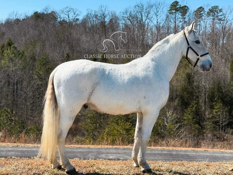 Tennessee walking horse Caballo castrado 11 años 163 cm Tordo in Parkers Lake, KY