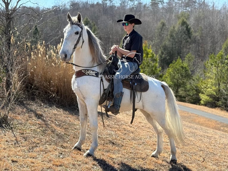 Tennessee walking horse Caballo castrado 11 años 163 cm Tordo in Parkers Lake, KY