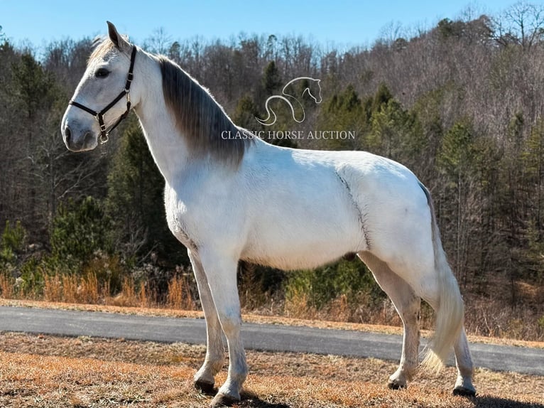 Tennessee walking horse Caballo castrado 11 años 163 cm Tordo in Parkers Lake, KY