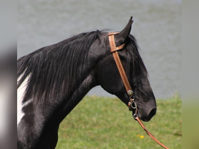 Tennessee walking horse Caballo castrado 11 años 163 cm Tovero-todas las-capas in Whitley City KY