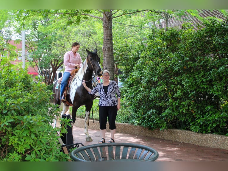 Tennessee walking horse Caballo castrado 11 años 165 cm Tobiano-todas las-capas in Rusk TX