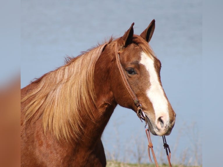 Tennessee walking horse Caballo castrado 11 años Alazán rojizo in Whitley City KY