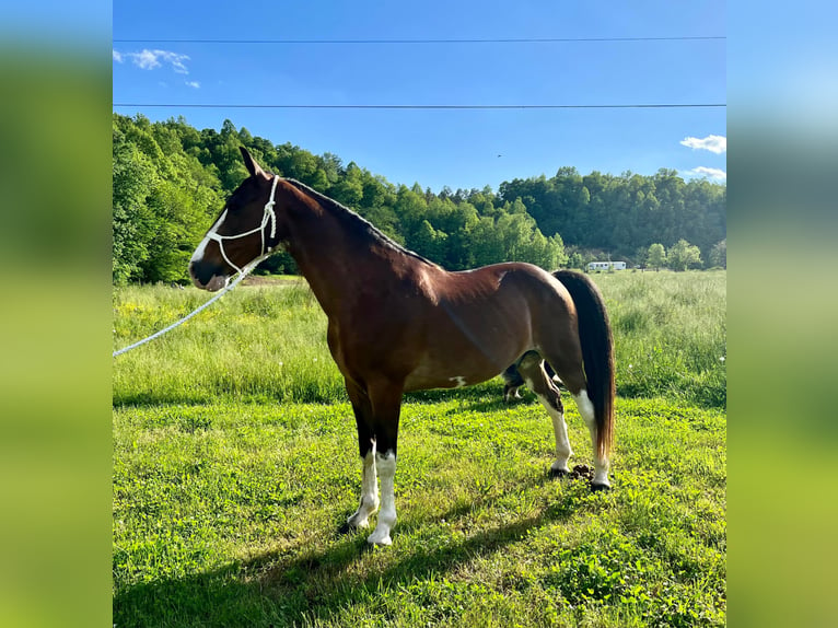 Tennessee walking horse Caballo castrado 11 años Castaño-ruano in West Liberty KY