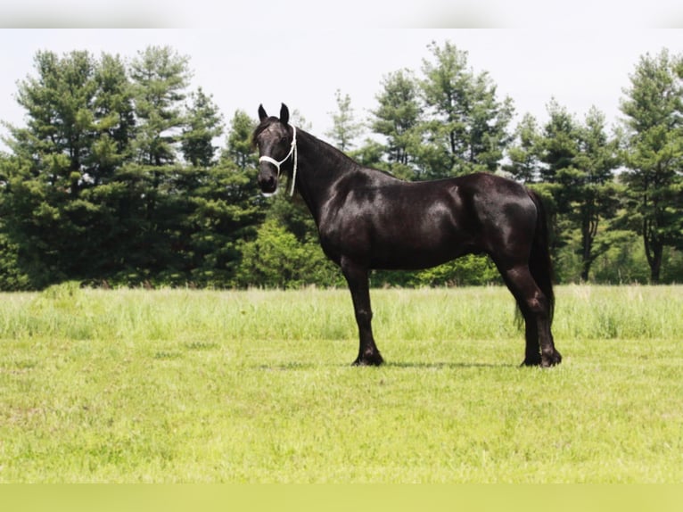 Tennessee walking horse Caballo castrado 11 años Negro in North Judson IN