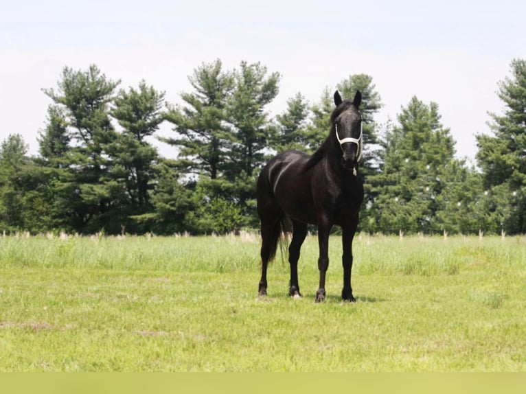 Tennessee walking horse Caballo castrado 11 años Negro in North Judson IN