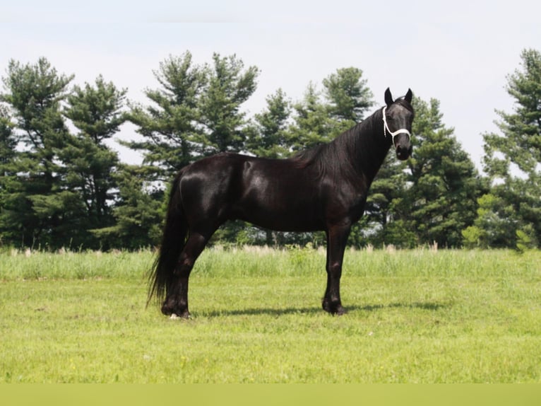 Tennessee walking horse Caballo castrado 11 años Negro in North Judson IN