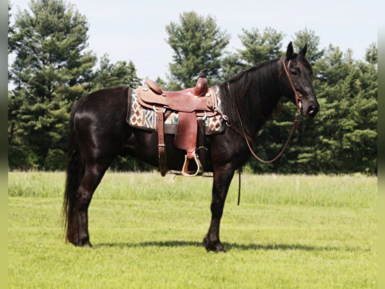 Tennessee walking horse Caballo castrado 11 años Negro in North Judson IN