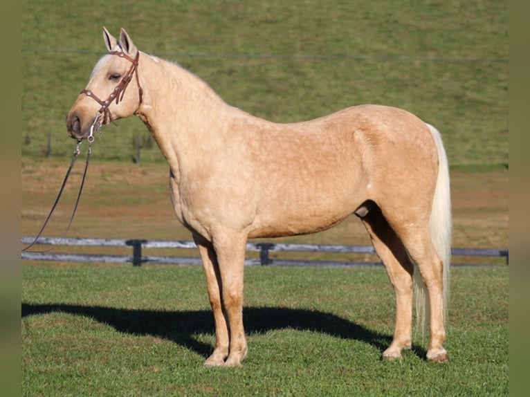 Tennessee walking horse Caballo castrado 11 años Palomino in Mount vernon KY